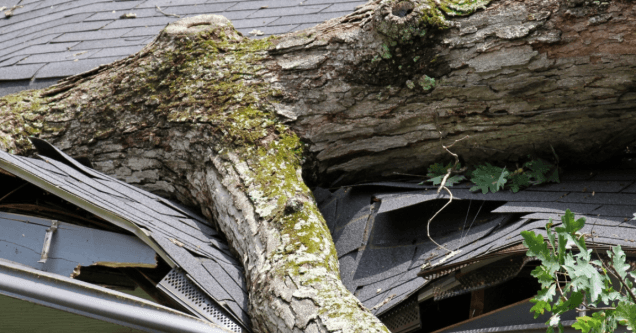 Storm Season Survival: How to Identify Hazardous Trees Before the Wind Hits